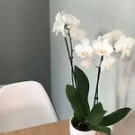 Easy Center Lejlighed *